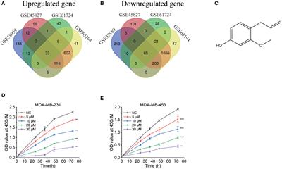 Eugenol modulates the NOD1-NF-κB signaling pathway via targeting NF-κB protein in triple-negative breast cancer cells